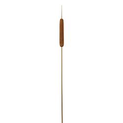 Dekoračná Rastlina Rákos, V: 77cm