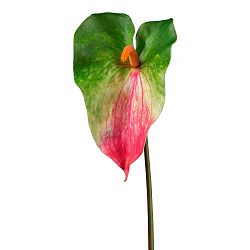 Umelá Rastlina Anthurie, V: 70cm