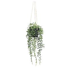 Umelá Rastlina Senecio Herreianus Ii -Paz-