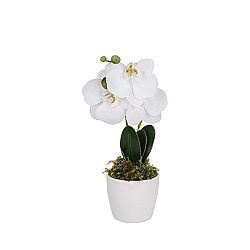 Umelá Rastlina Phalänopsis I