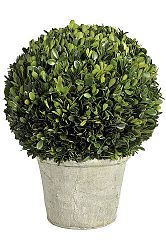 Kvetina Črepniková rastlina (30x30x41cm) (Zelená)