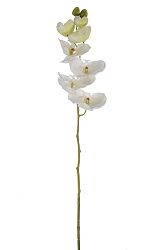 Kvetina Orchidea (81x0x0cm) (Slonovina)