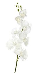 Kvetina Orchidea (98x0x0cm) (Biela)