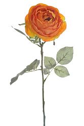 Kvetina Ruža (75x0x0cm) (Oranžová)