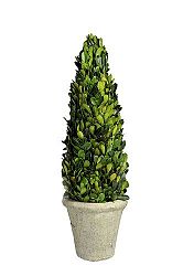 Kvetina Strom (11x11x40cm) (Zelená)