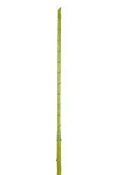 Kvetina Vetvička (185x15x10cm) (Zelená)